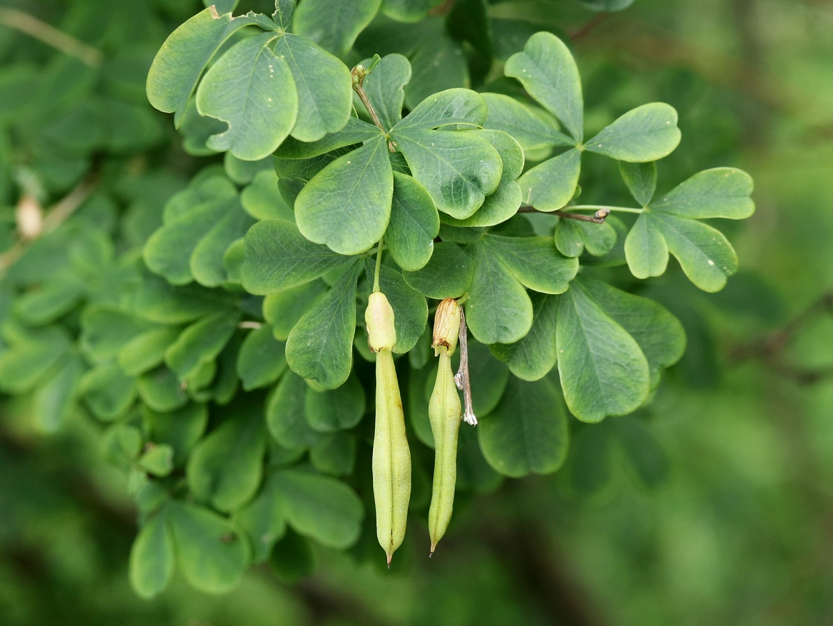 Image of Caragana frutex specimen.