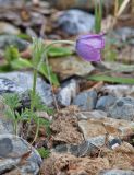 род Pulsatilla. Цветущее растение. Алтай, Кош-Агачский р-н, Курайский хр., долина р. Тыдтуярык, каменистое русло. 13 июня 2022 г.