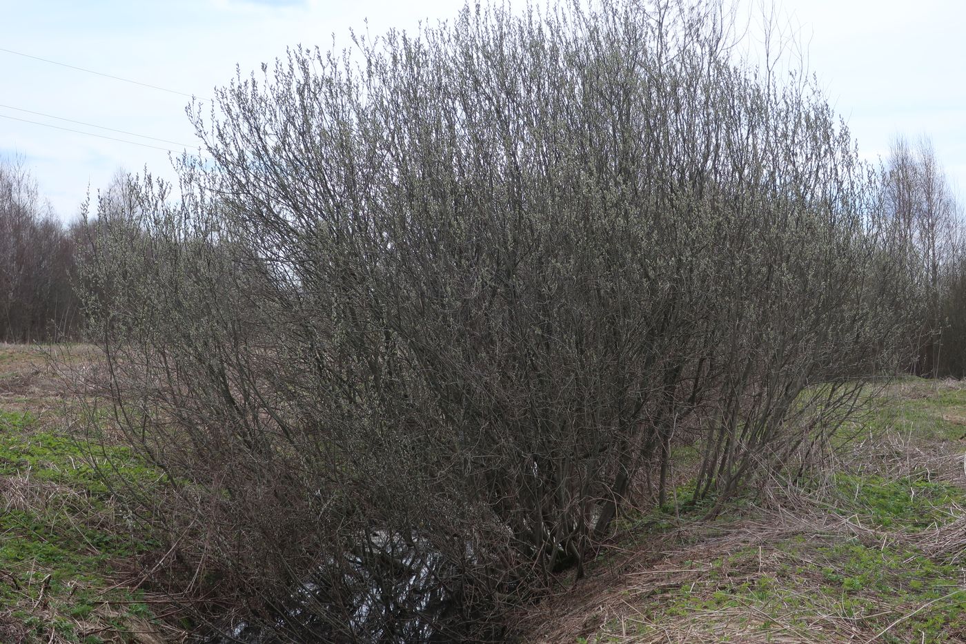 Image of Salix cinerea specimen.