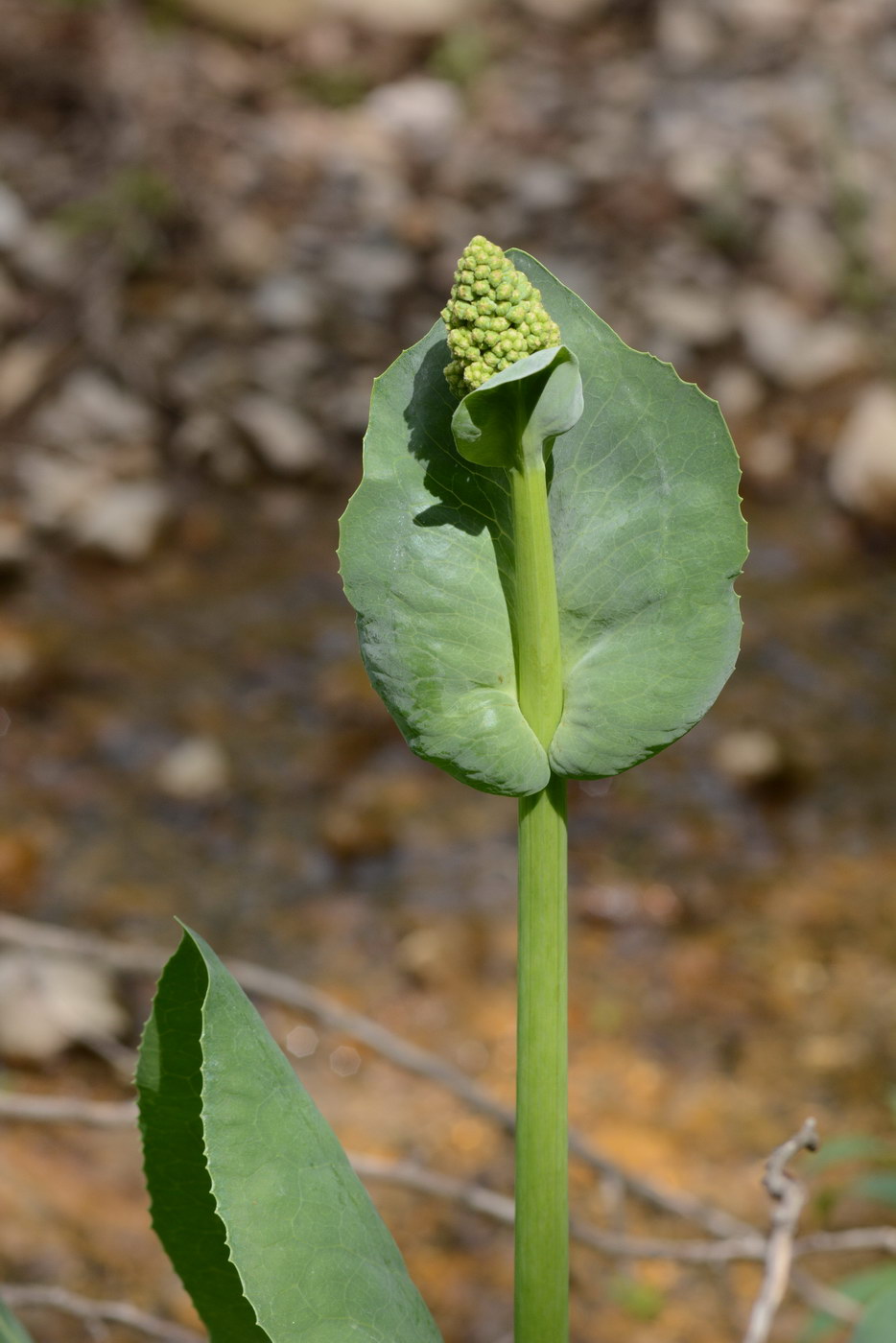Изображение особи Ligularia heterophylla.