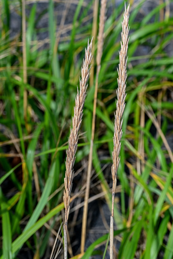 Image of Leymus mollis specimen.