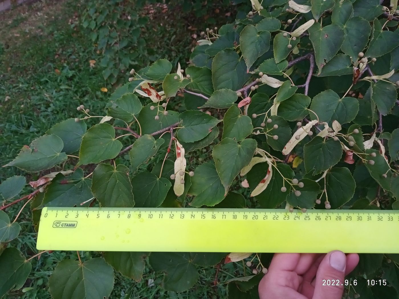 Image of Tilia taquetii specimen.