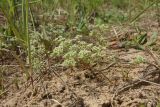 Scleranthus perennis. Цветущее растение. Псковская обл., Невельский р-н, окр. дер. Дубище, суходольный разнотравно-злаковый луг, обочина дороги. 24.06.2022.