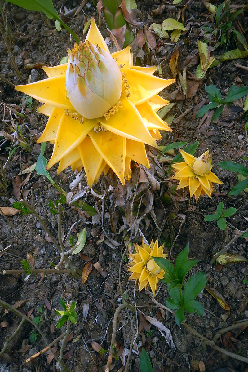 Image of Ensete lasiocarpum specimen.