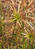 genus Cyperus. Верхушка побега. Турция, пров. Анталья, национальный парк \"Олимпос-Бейдаглары\", окр. Текировы, Ликийская тропа, берег Средиземного моря. 01.01.2022.