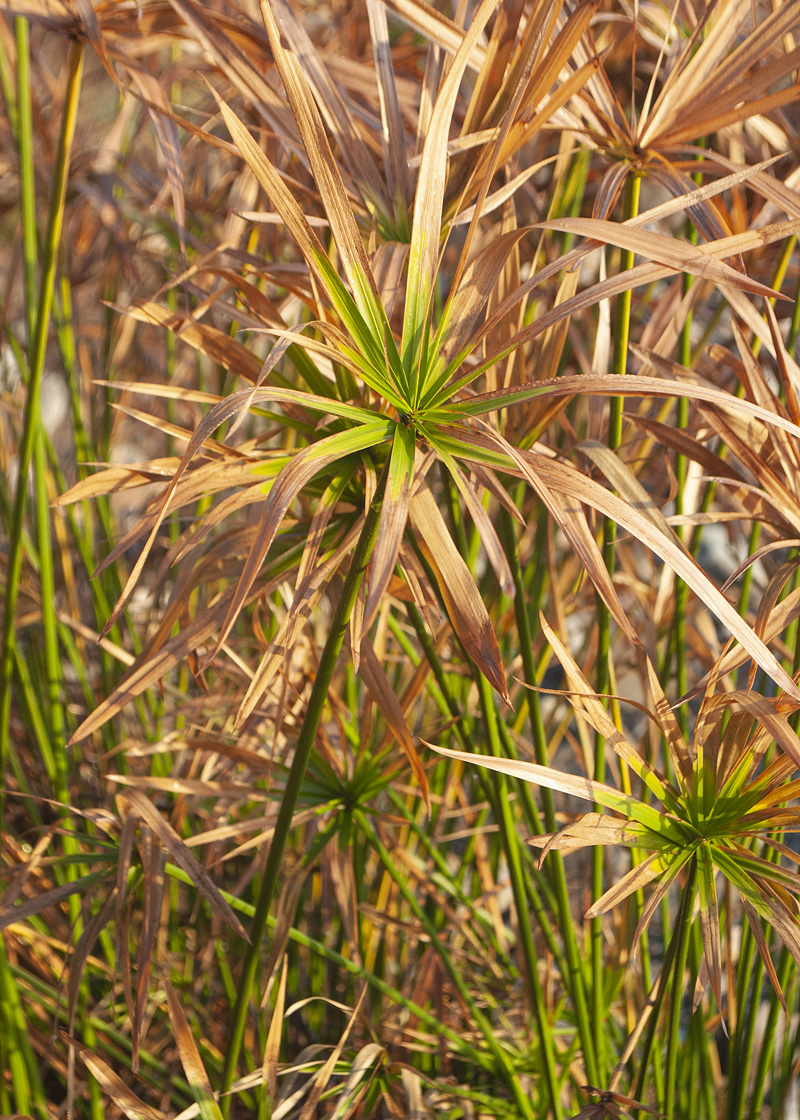 Image of genus Cyperus specimen.