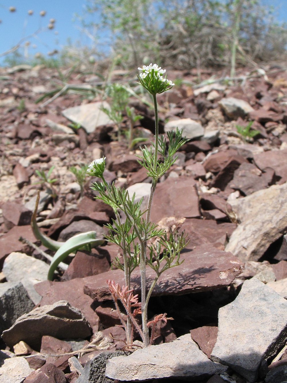 Изображение особи Scandix stellata.