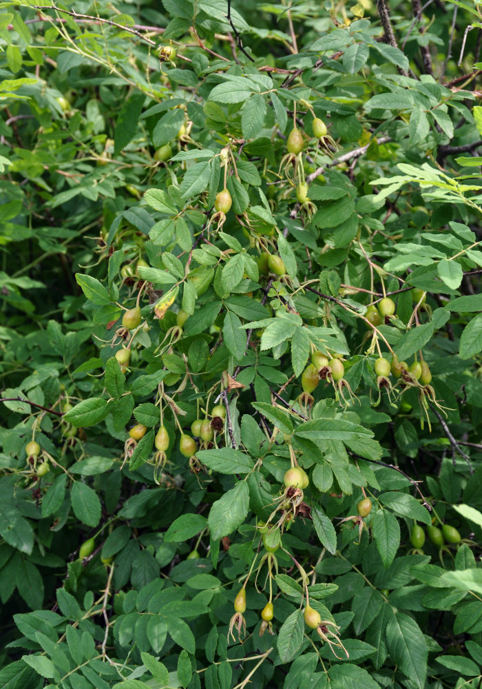 Image of Rosa amblyotis specimen.