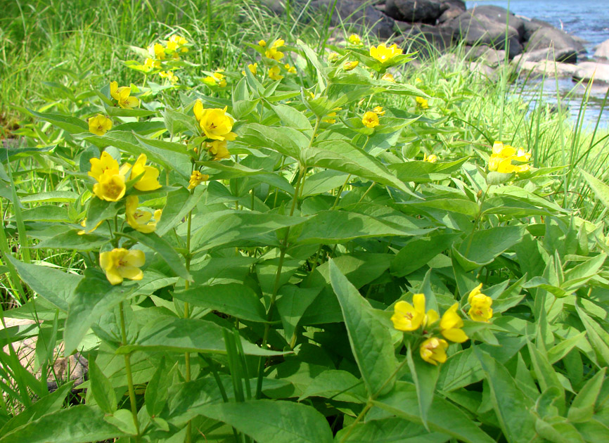 Image of Lysimachia davurica specimen.