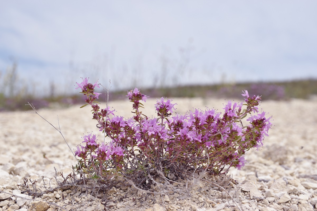 Изображение особи Thymus calcareus.