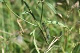 Verbena officinalis