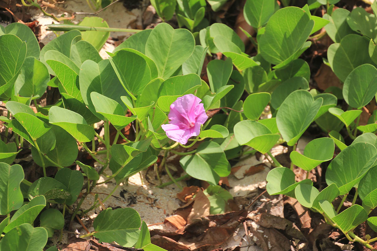 Image of Ipomoea pes-caprae specimen.