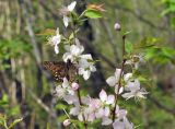 Cerasus glandulosa. Верхушки побегов с соцветиями и кормящейся бабочкой. Приморский край, Уссурийский гор. округ, окр. с. Монакино, широколиственный лес. 10.05.2014.