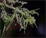Urtica dioica. Соцветия на боковом побеге. Московская обл., Раменский р-н, окр. дер. Хрипань, садовый участок. 25.06.2022.