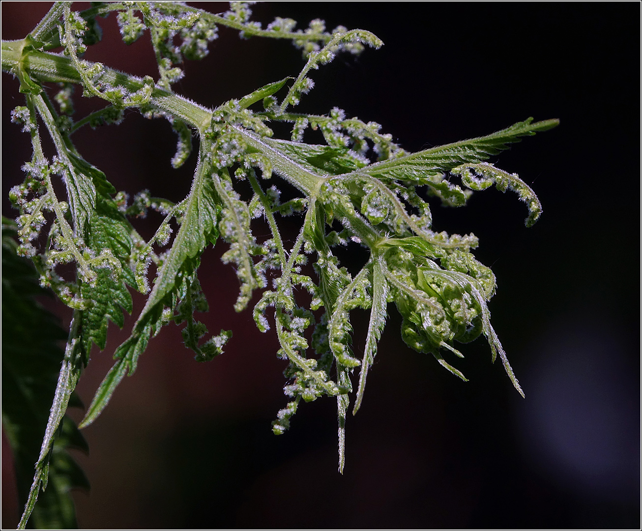 Image of Urtica dioica specimen.