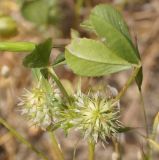 Trifolium retusum. Соцветия и листья. Крым, Керченский п-ов, Приазовье, Караларская степь, засолённая степь. 14 мая 2021 г.