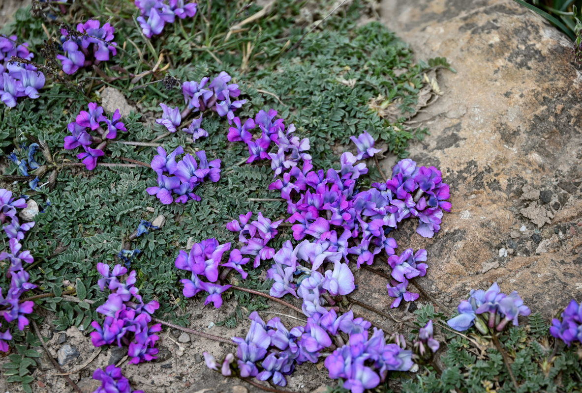 Изображение особи Oxytropis lapponica.