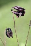 Aquilegia atrovinosa. Цветки. Южный Казахстан, Таласский Алатау, ущелье Коксай, высота 2600 м н.у.м.20.07.2010.