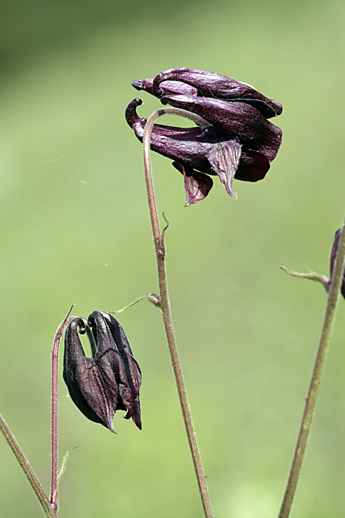 Изображение особи Aquilegia atrovinosa.