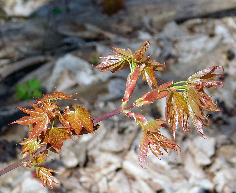 Image of Acer cappadocicum specimen.