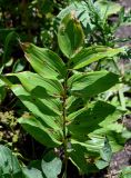 Polygonatum maximowiczii