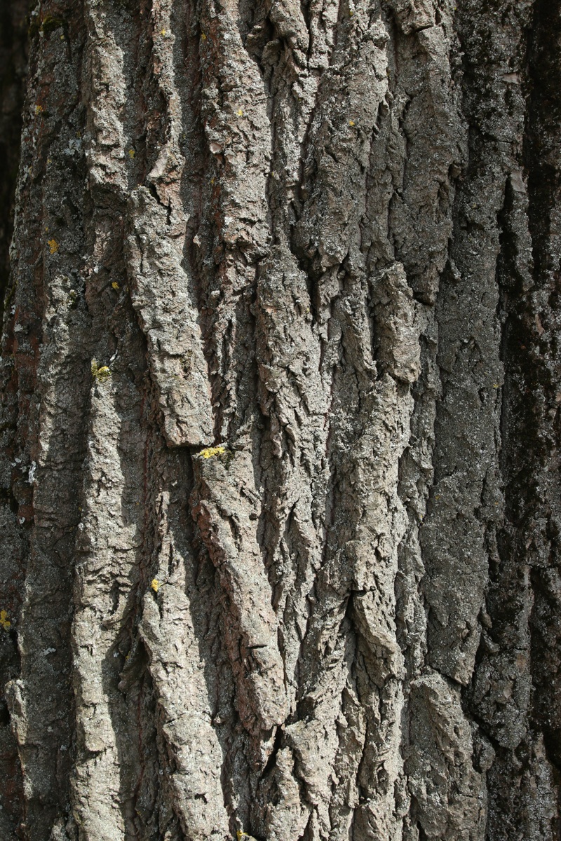 Image of Populus alba specimen.