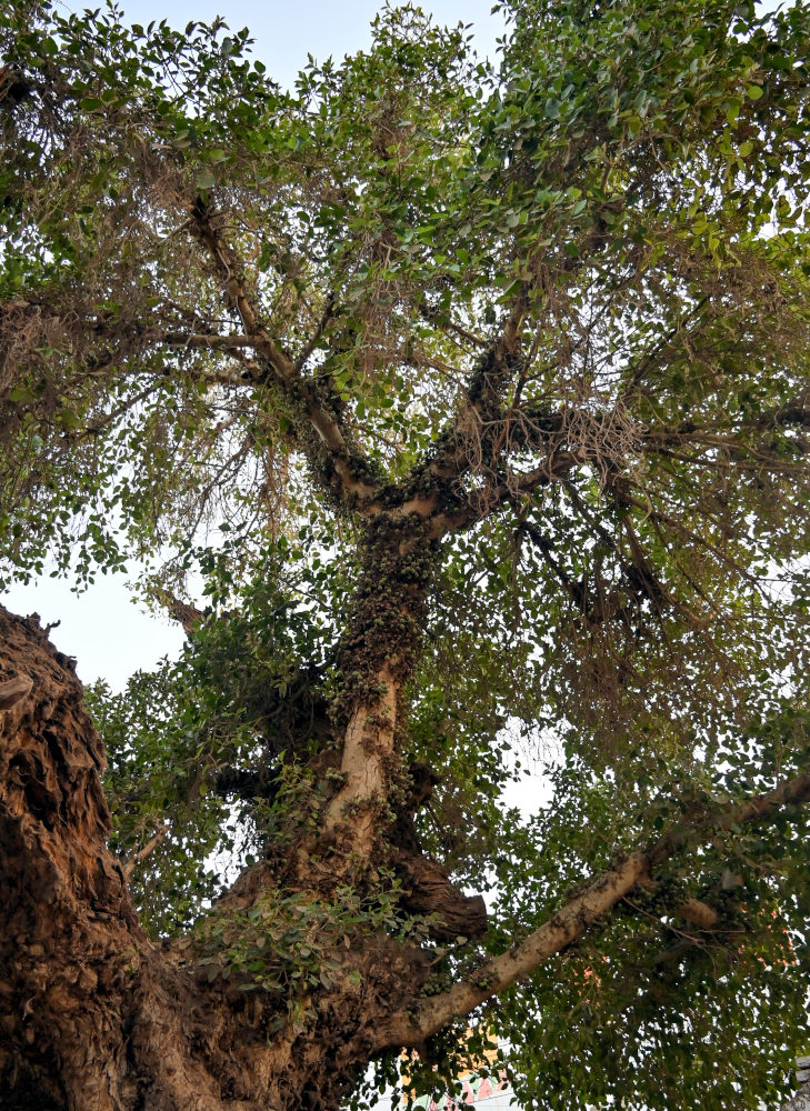 Изображение особи Ficus sycomorus.