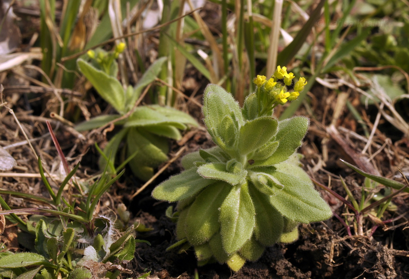 Image of Draba nemorosa specimen.