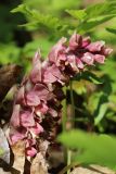 Lathraea squamaria
