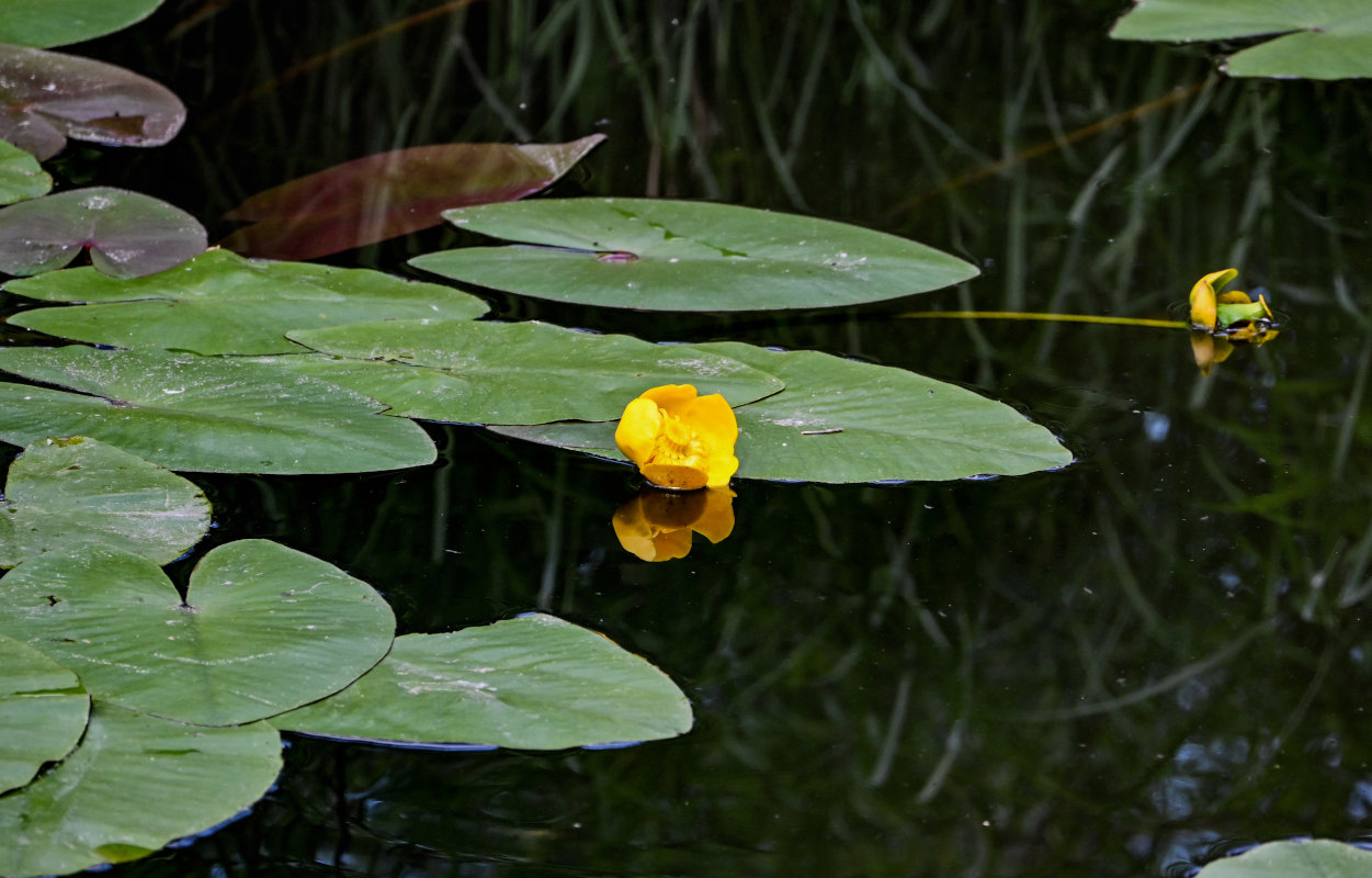 Image of Nuphar lutea specimen.