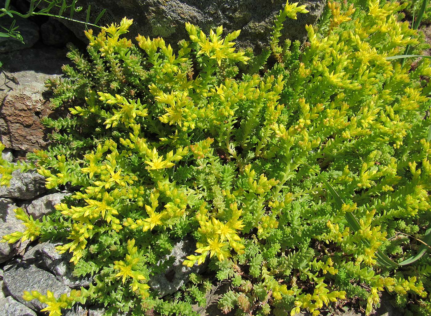 Image of Sedum acre specimen.