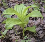 Veratrum lobelianum. Вегетирующее растение. Пермский край, г. Пермь, Дзержинский р-н, м-н Акуловский, смешанный лес. 13.05.2023.