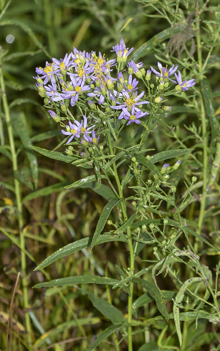 Image of Galatella rossica specimen.