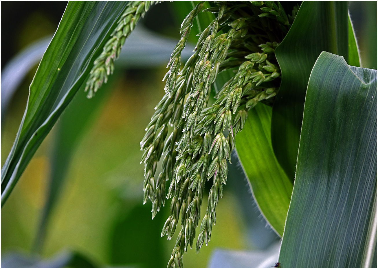 Image of Zea mays specimen.