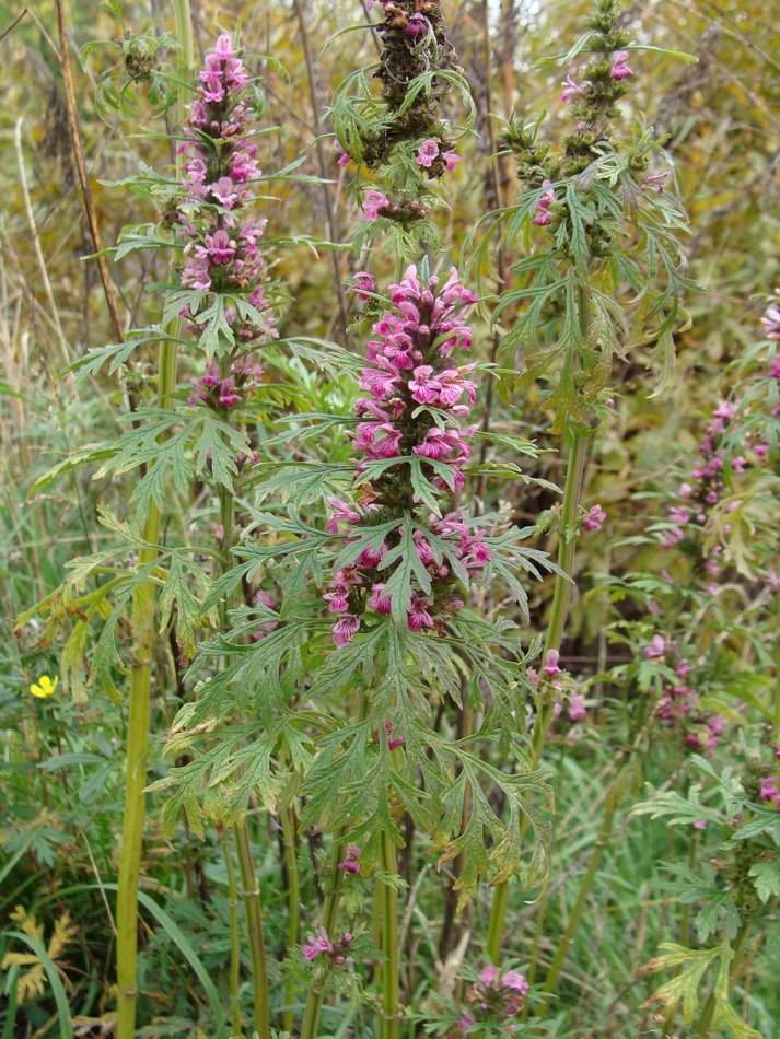 Изображение особи Leonurus japonicus.