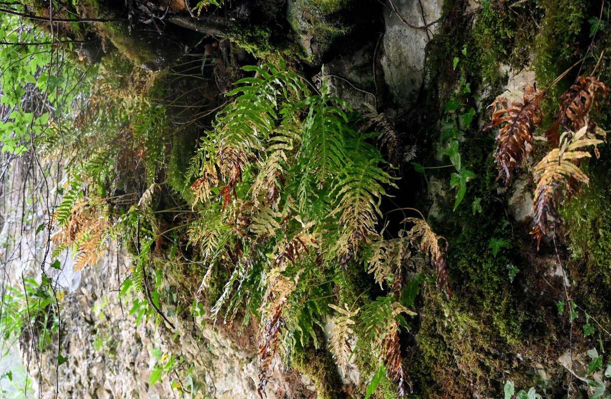 Изображение особи Polypodium cambricum.