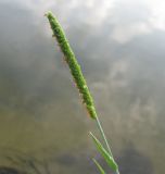 Alopecurus aequalis. Соцветие. Марий Эл, Звениговский р-н, дер. Шуйка, берег р. Мал. Кокшага. 11.07.2010.