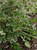 genus Potentilla