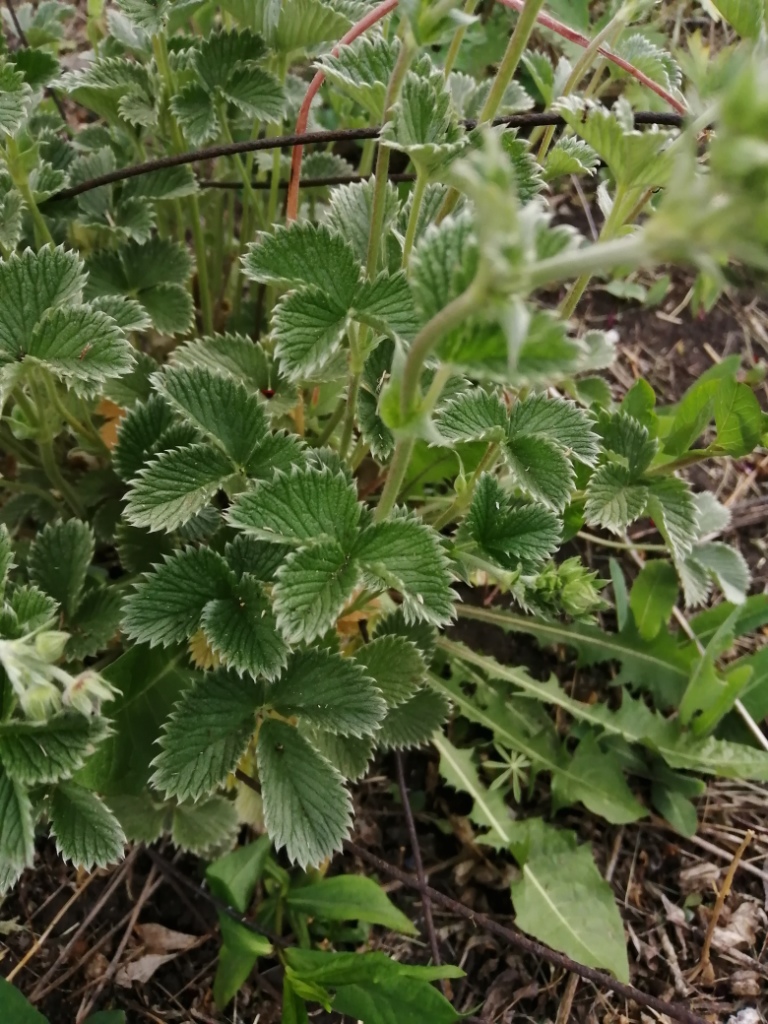 Изображение особи род Potentilla.