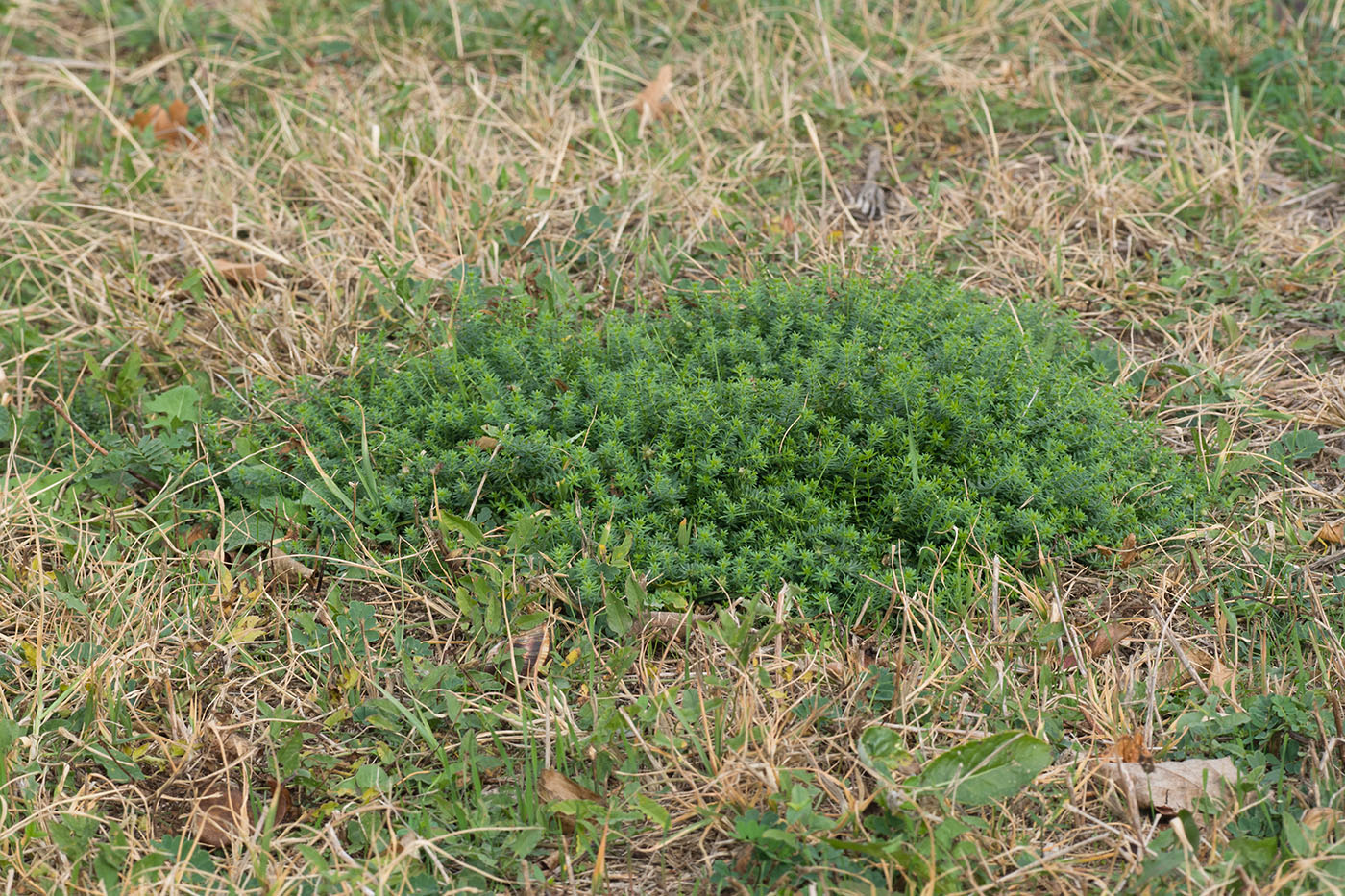 Изображение особи Galium humifusum.