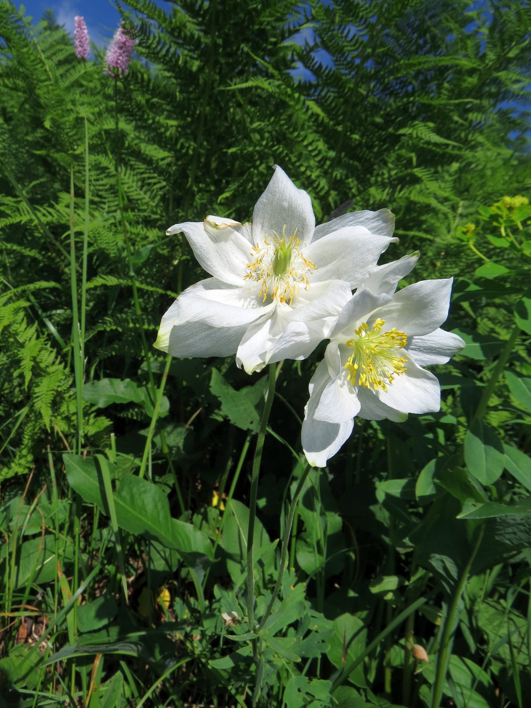 Image of Aquilegia glandulosa specimen.