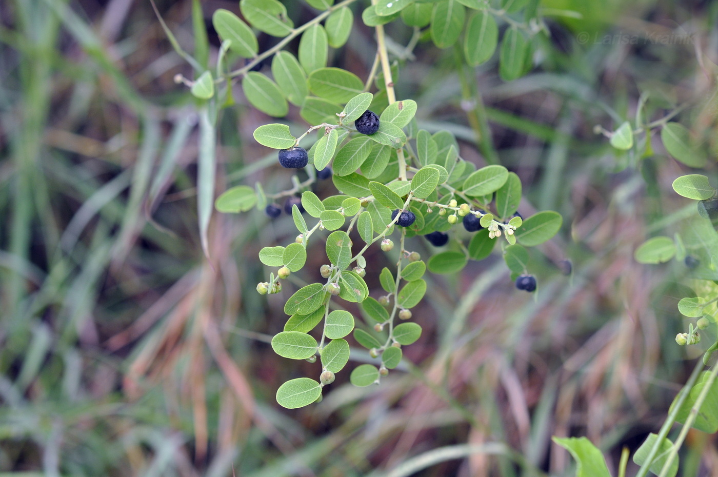 Image of Phyllanthus reticulatus specimen.