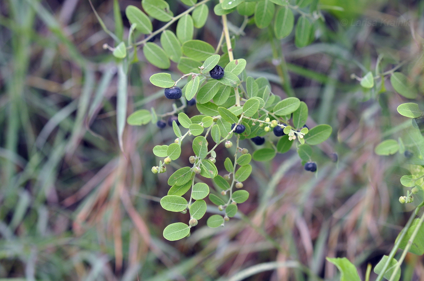 Изображение особи Phyllanthus reticulatus.