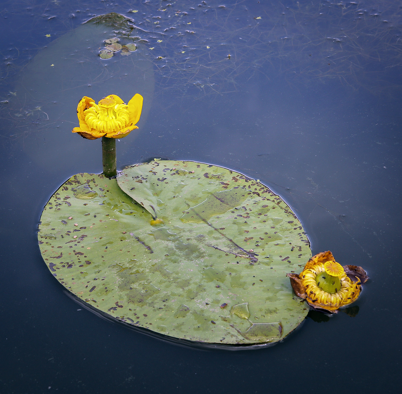 Изображение особи Nuphar lutea.