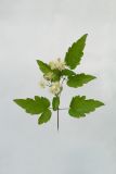 Clematis vitalba. Верхушка побега с соцветием. Республика Молдова, пригород Кишинёва. 2 августа 2010 г.