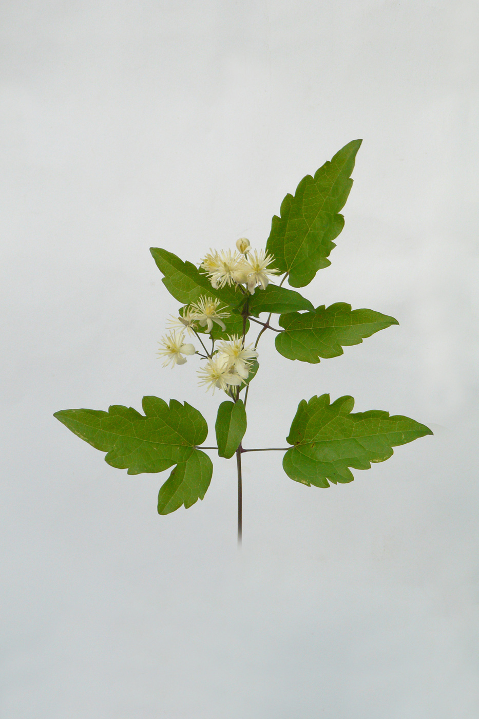 Image of Clematis vitalba specimen.