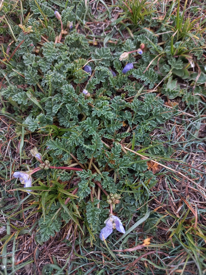 Image of Erodium fumarioides specimen.