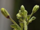 Cleome viscosa