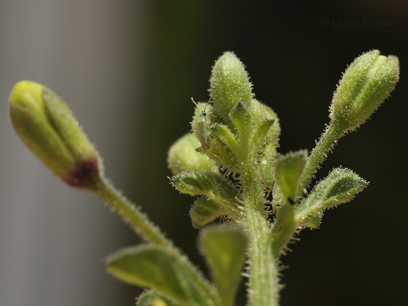 Изображение особи Cleome viscosa.