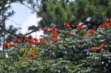 Spathodea campanulata. Верхушка цветущего растения. Вьетнам, провинция Ламдонг, окр. г. Далат, парк \"Datanla waterfall\". 06.09.2023.